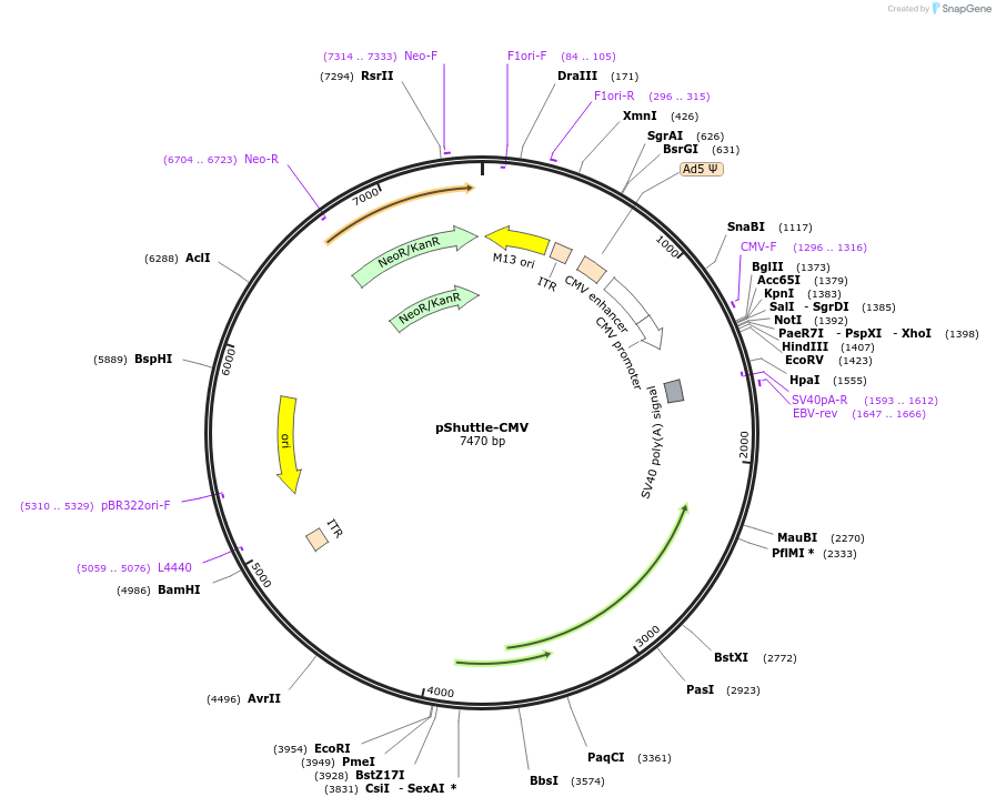 16403-plasmid-map-sequence-id-174093