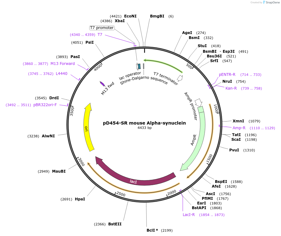89075-plasmid-map-sequence-id-174097