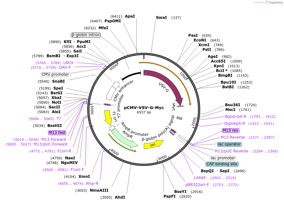 80054-plasmid-map-sequence-id-174099