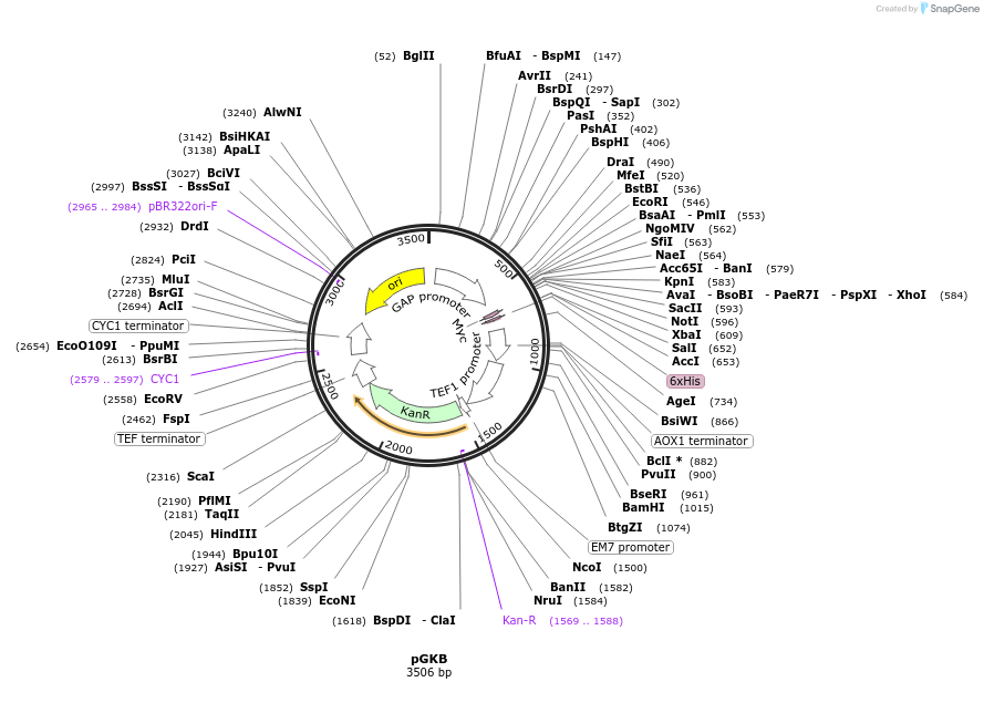 85077-plasmid-map-sequence-id-174102
