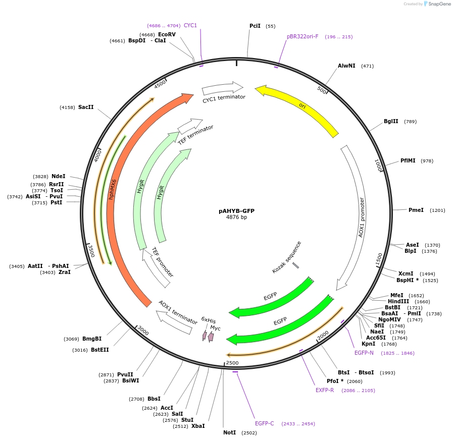 85074-plasmid-map-sequence-id-174103