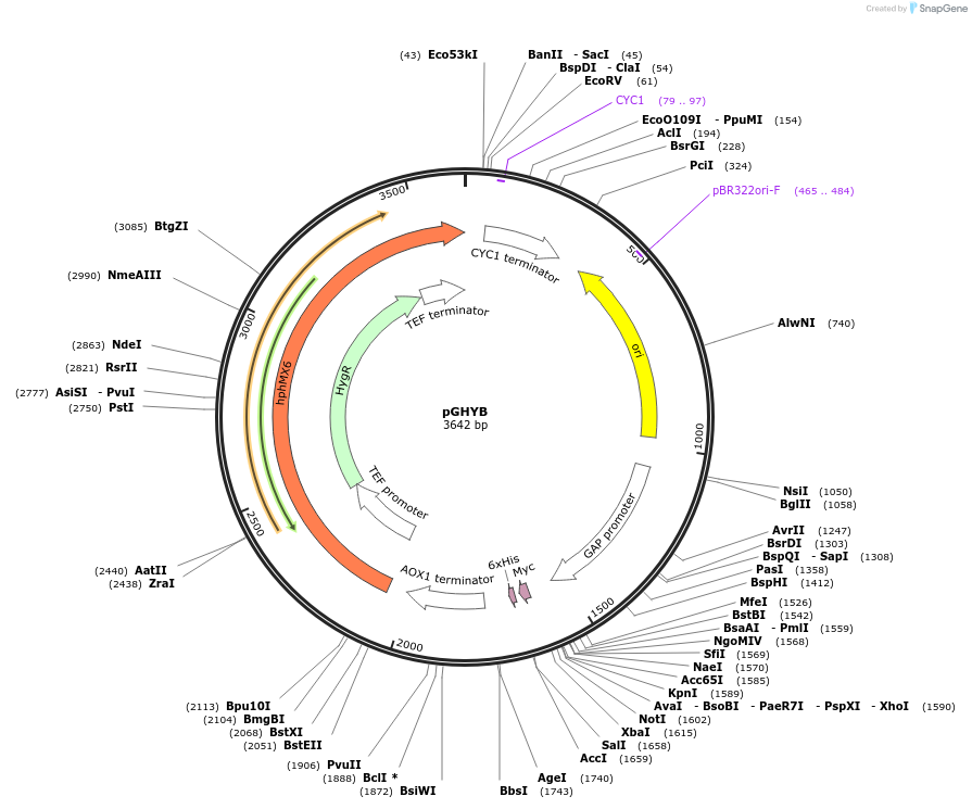 87447-plasmid-map-sequence-id-174104