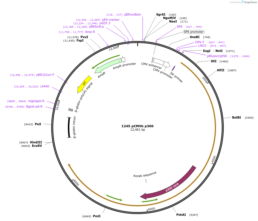 10717-plasmid-map-sequence-id-174146