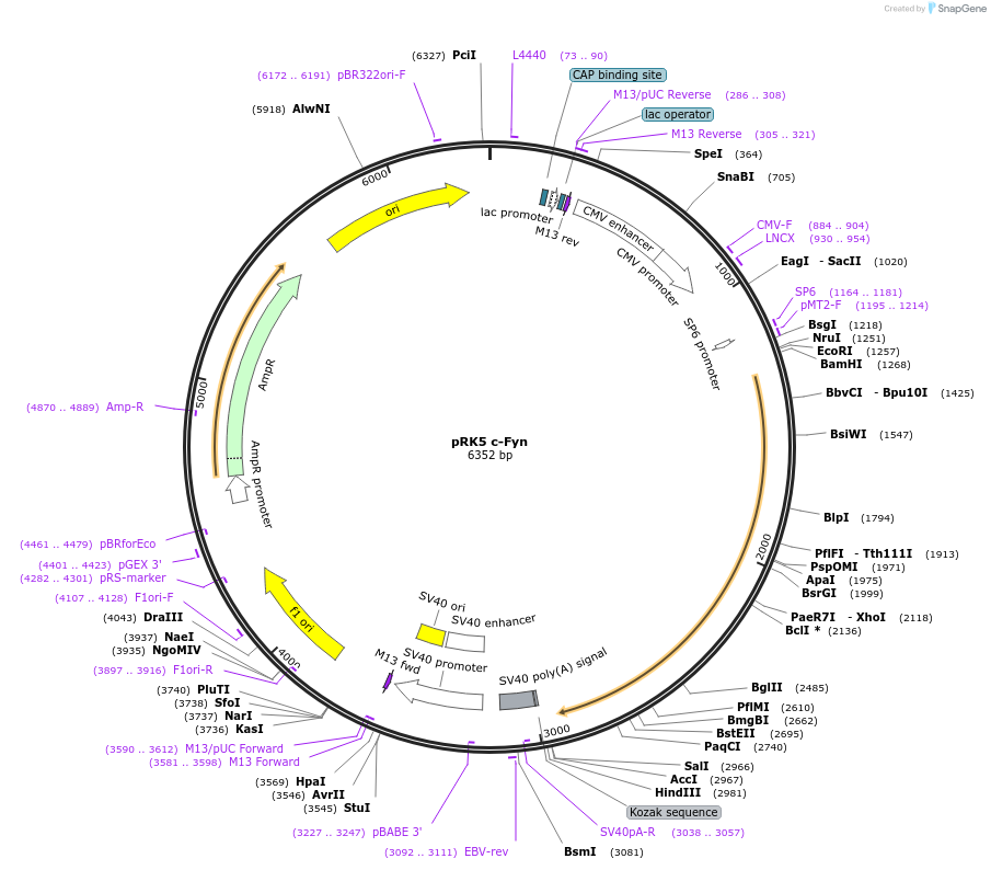 16032-plasmid-map-sequence-id-174150
