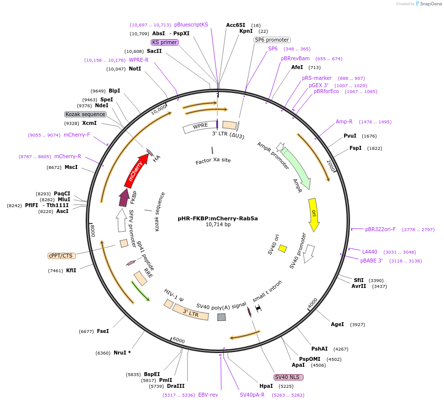 72901-plasmid-map-sequence-id-174156