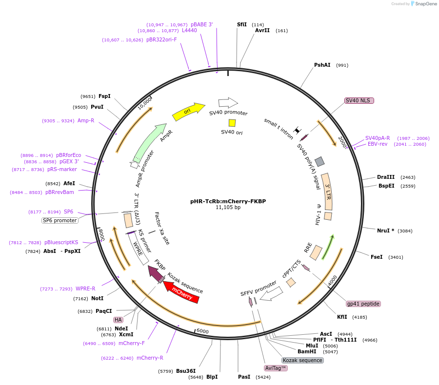 72904-plasmid-map-sequence-id-174158