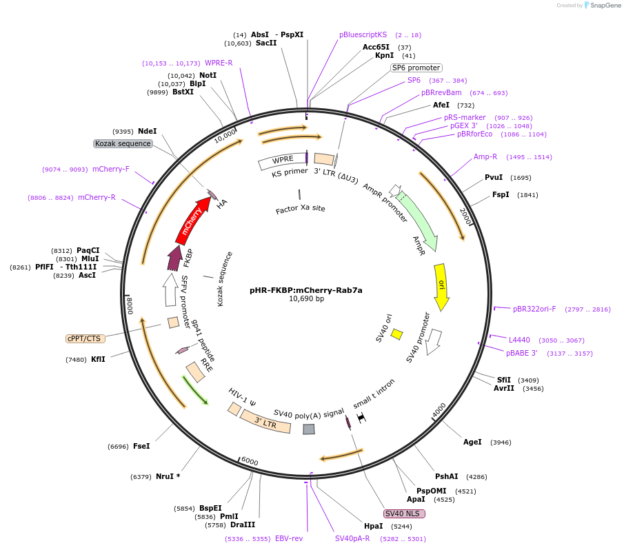 72903-plasmid-map-sequence-id-174159