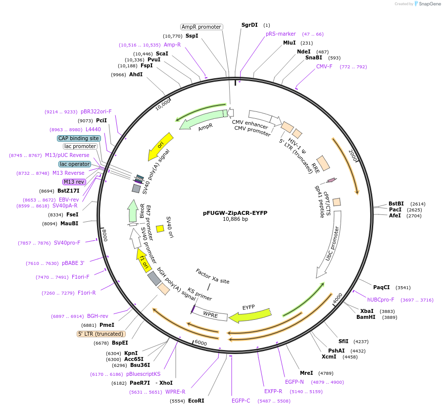 88844-plasmid-map-sequence-id-174160