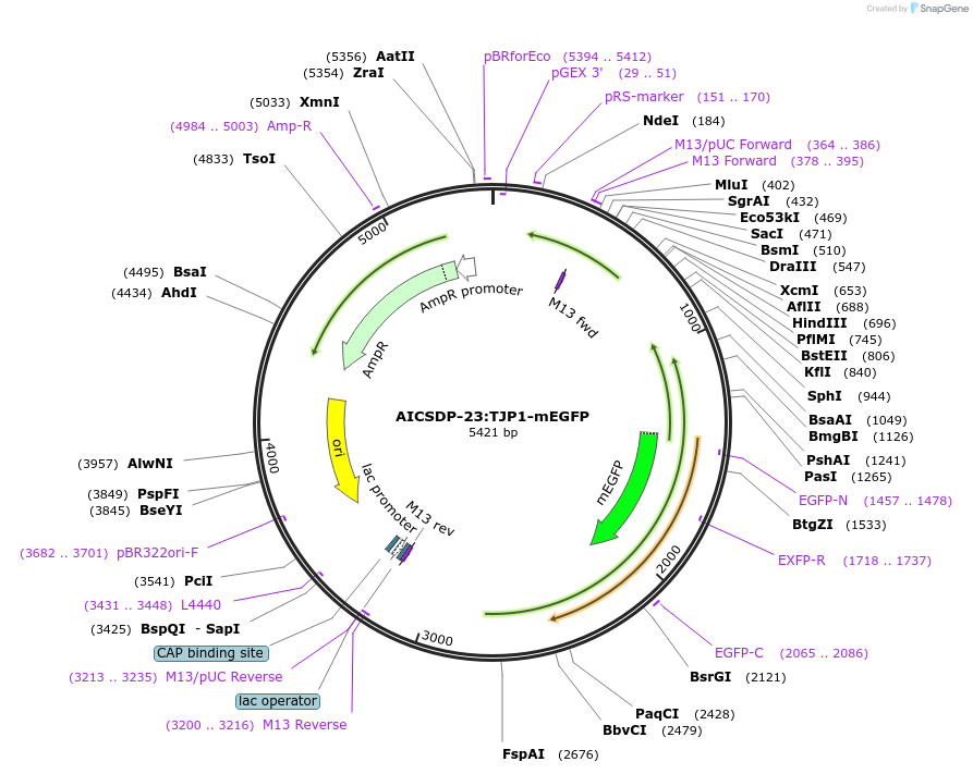 87429-plasmid-map-sequence-id-174170