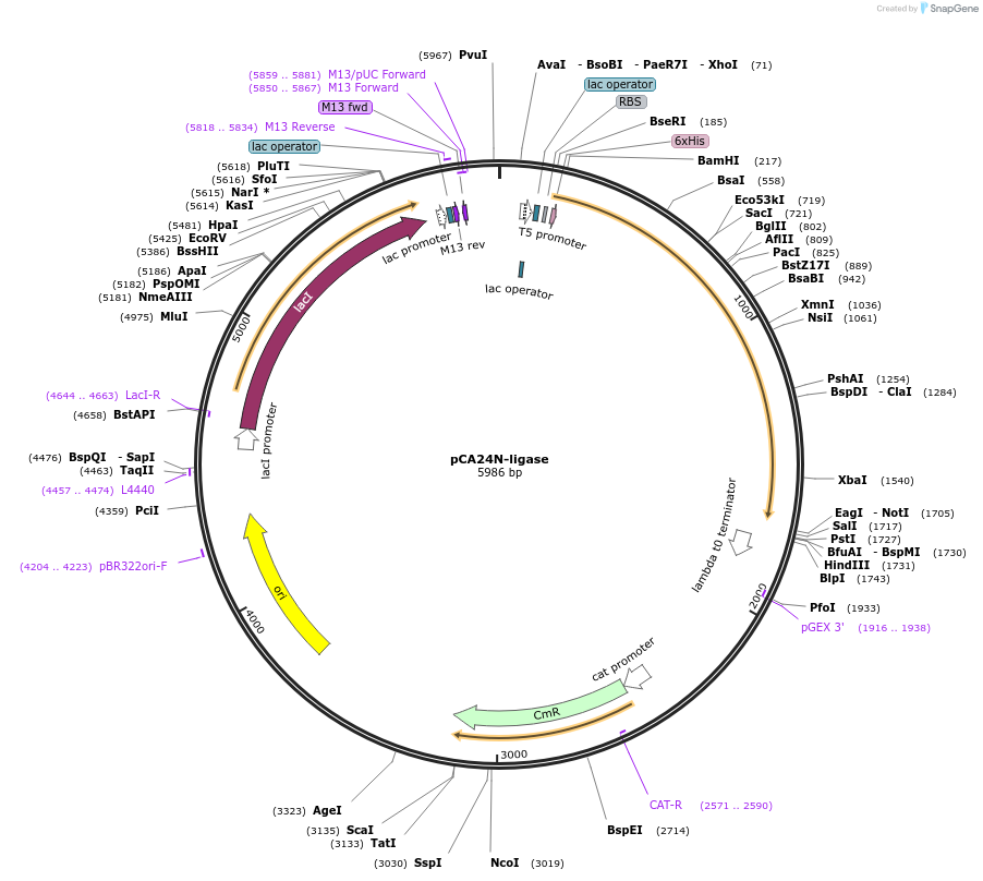87741-plasmid-map-sequence-id-174171