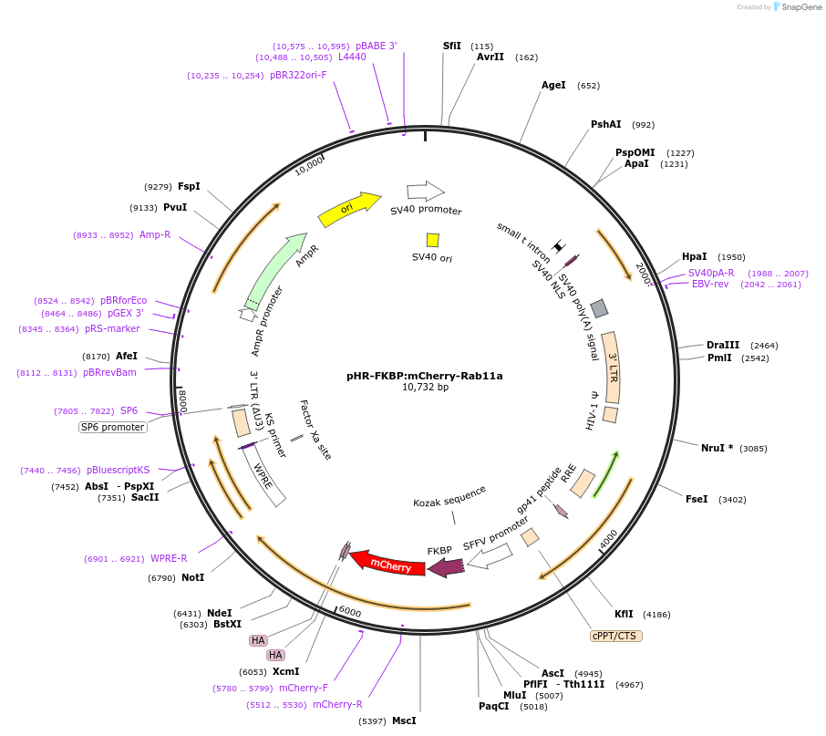 72902-plasmid-map-sequence-id-174172