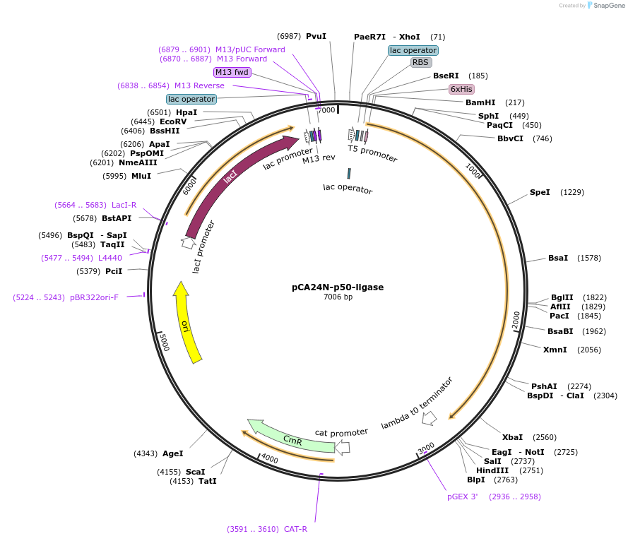 87742-plasmid-map-sequence-id-174174