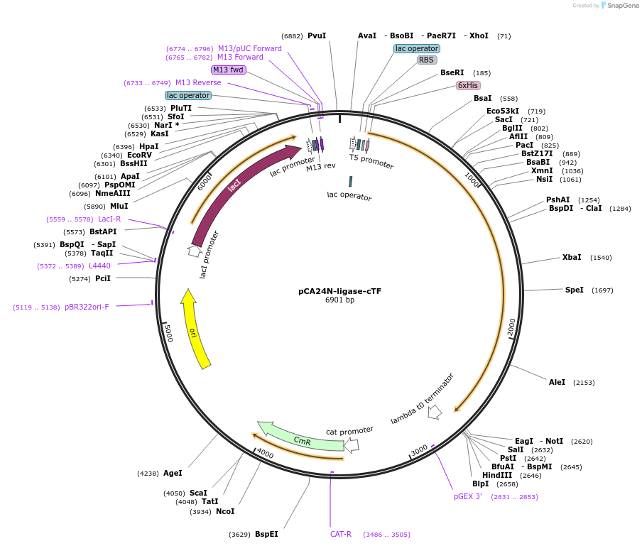 87743-plasmid-map-sequence-id-174175