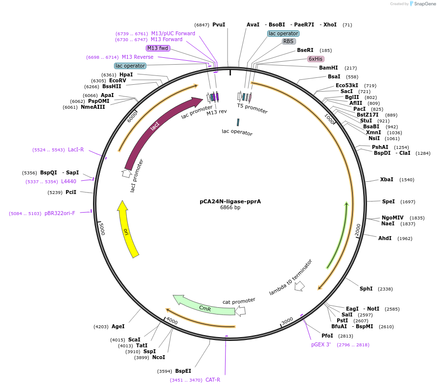 87744-plasmid-map-sequence-id-174177