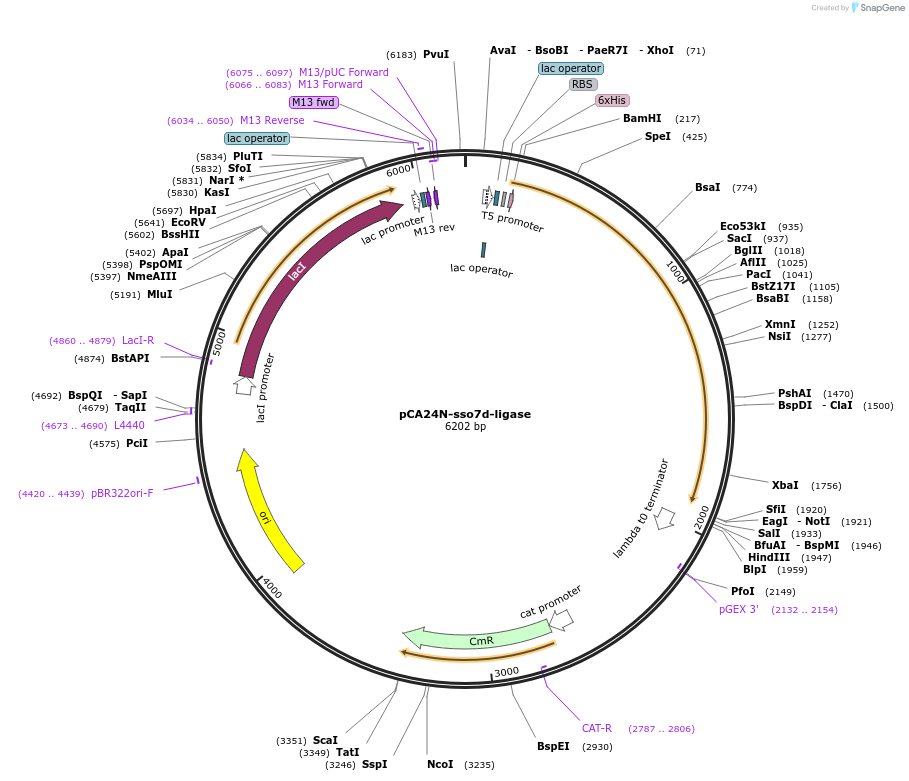87745-plasmid-map-sequence-id-174180
