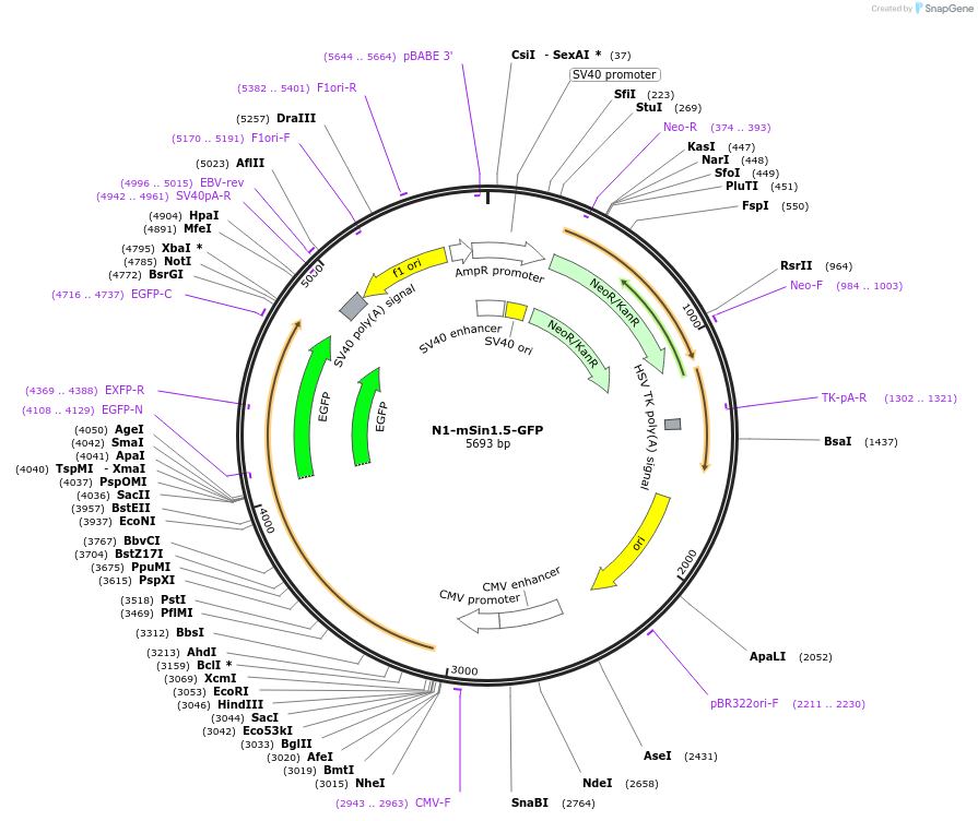 72909-plasmid-map-sequence-id-174181