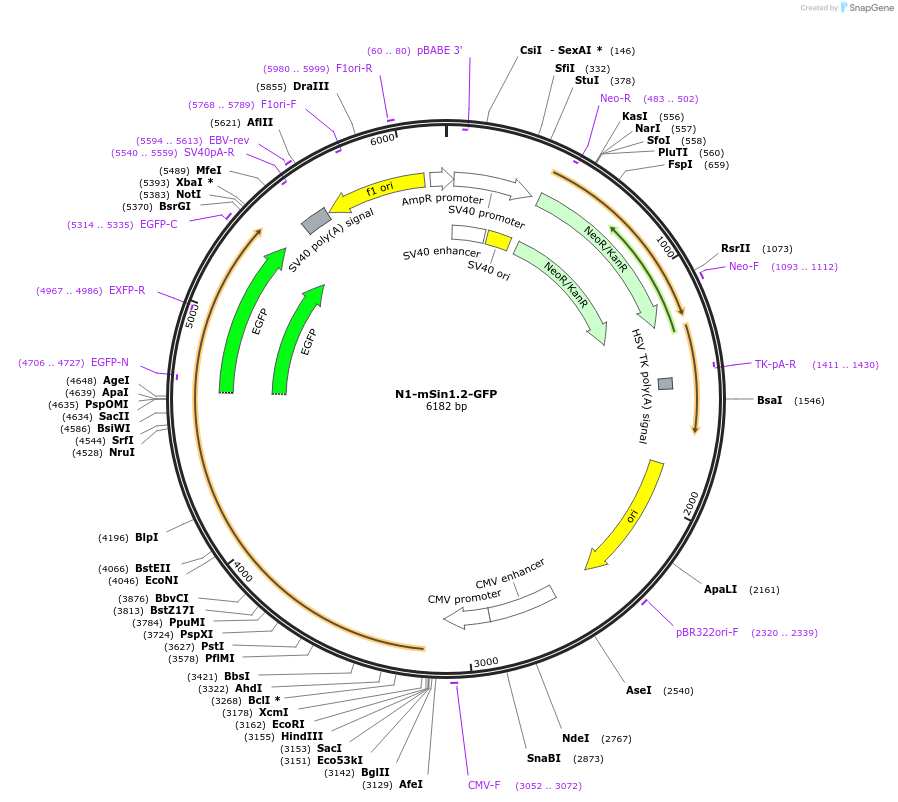72908-plasmid-map-sequence-id-174183