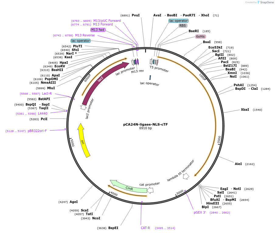87746-plasmid-map-sequence-id-174184