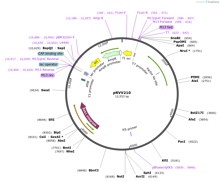 87628-plasmid-map-sequence-id-174190