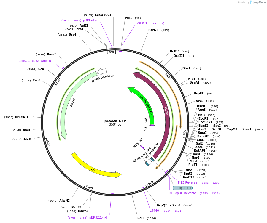 86440-plasmid-map-sequence-id-174194