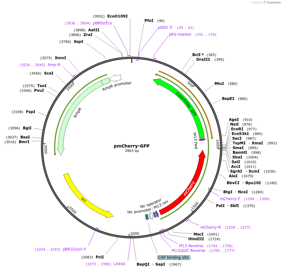 86441-plasmid-map-sequence-id-174195
