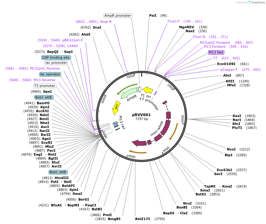 87632-plasmid-map-sequence-id-174198