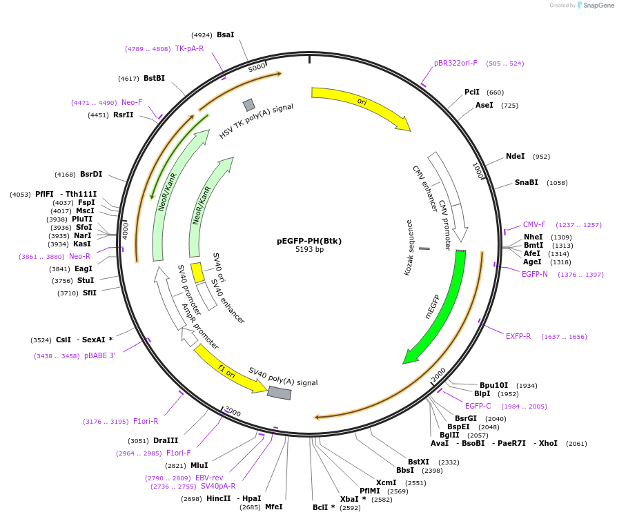 86635-plasmid-map-sequence-id-174208