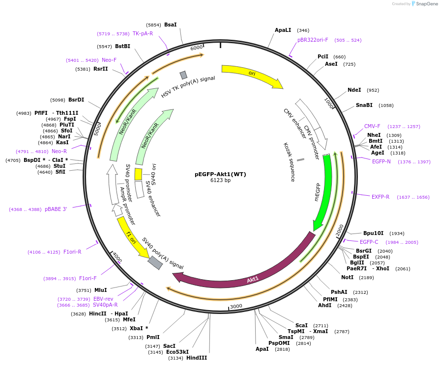 86637-plasmid-map-sequence-id-174214