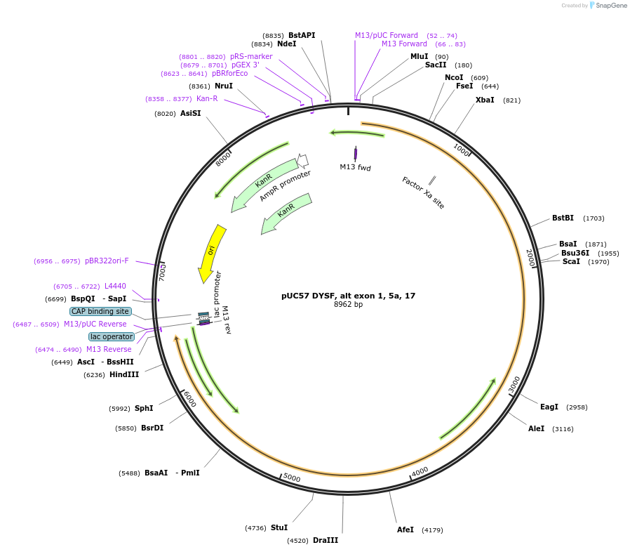 87888-plasmid-map-sequence-id-174215