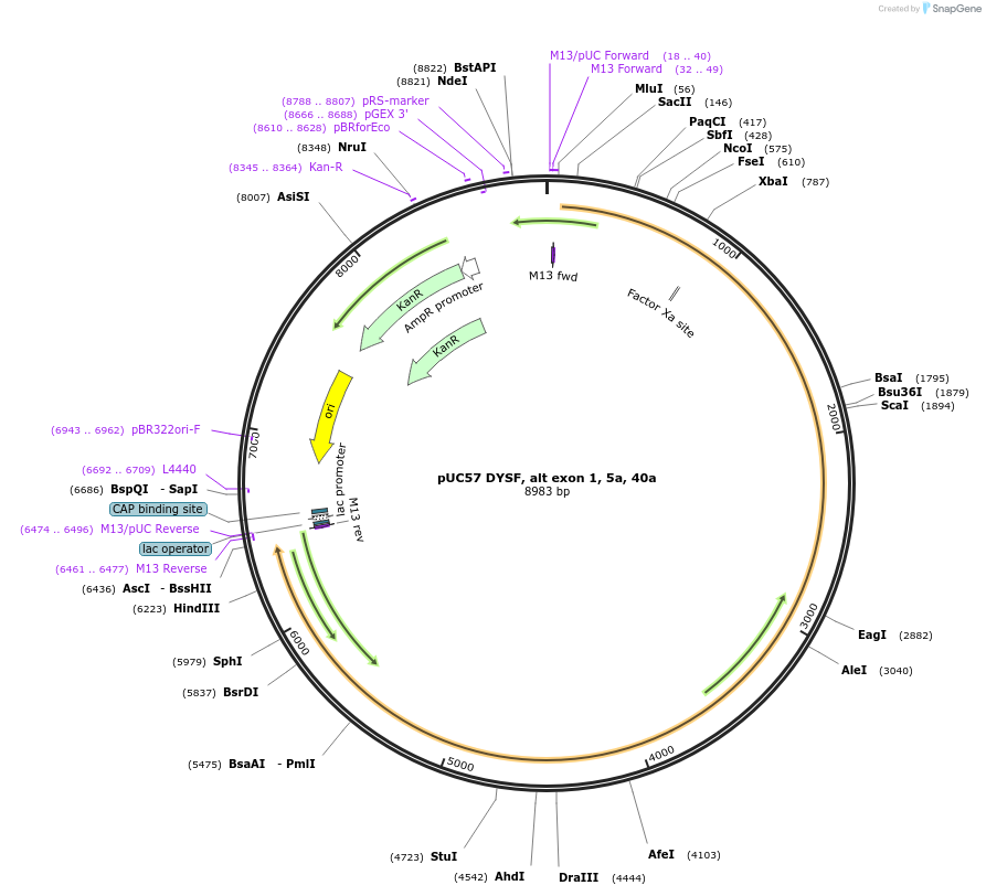87889-plasmid-map-sequence-id-174216