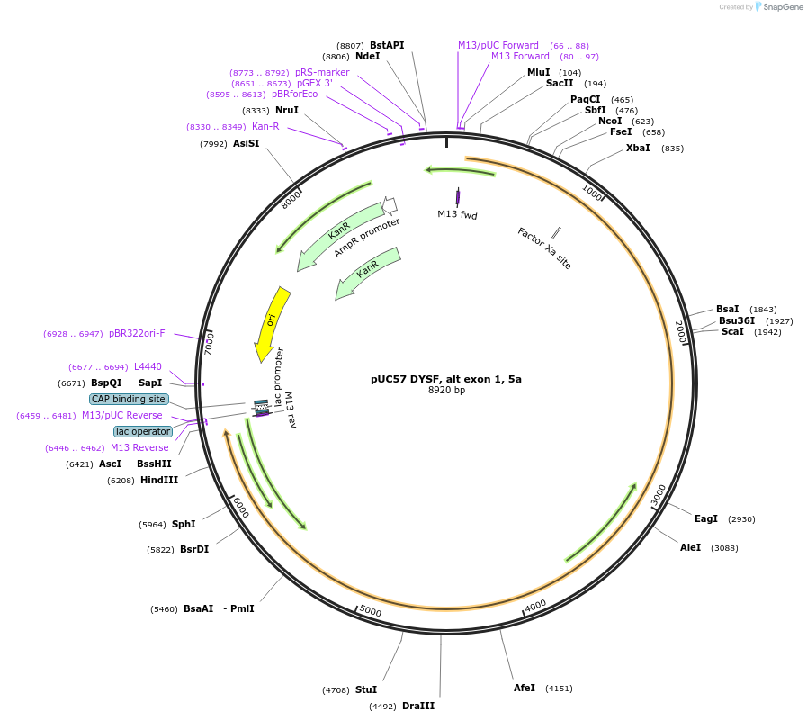 87890-plasmid-map-sequence-id-174218