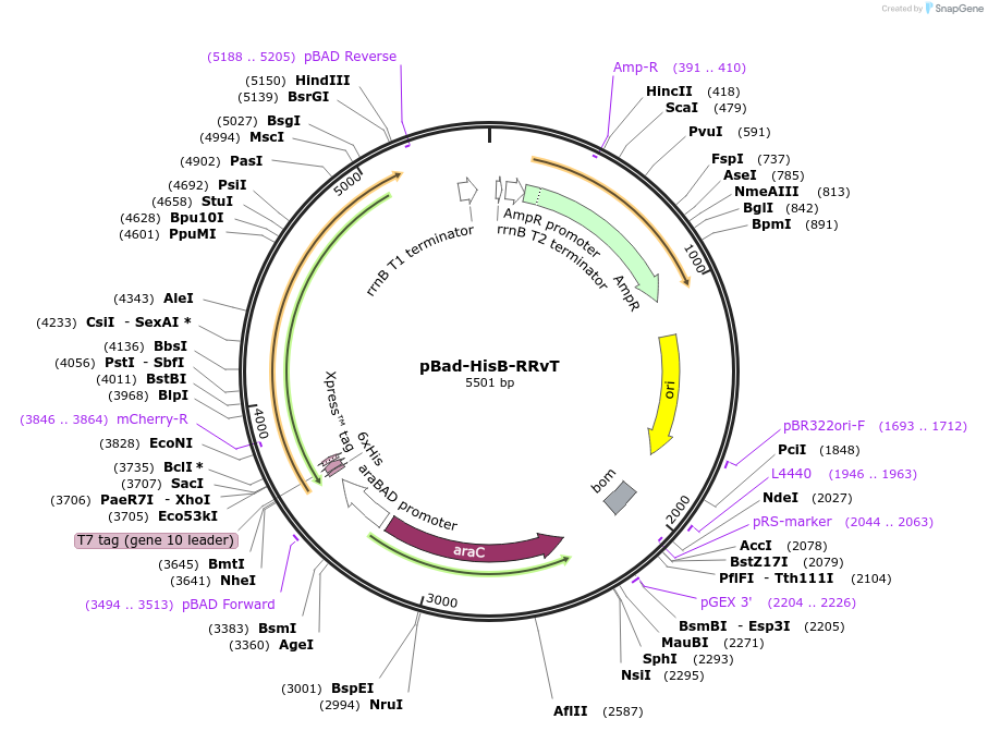 87364-plasmid-map-sequence-id-174221