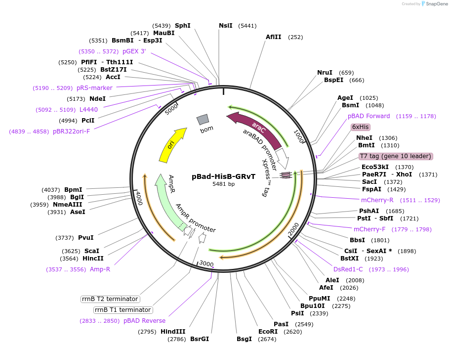 87363-plasmid-map-sequence-id-174222