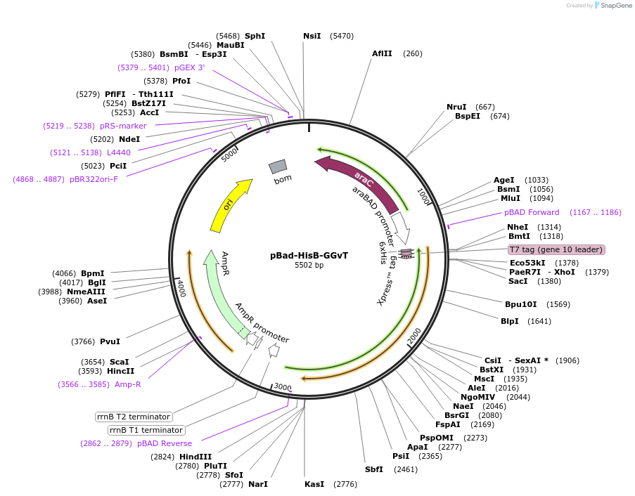 87362-plasmid-map-sequence-id-174223