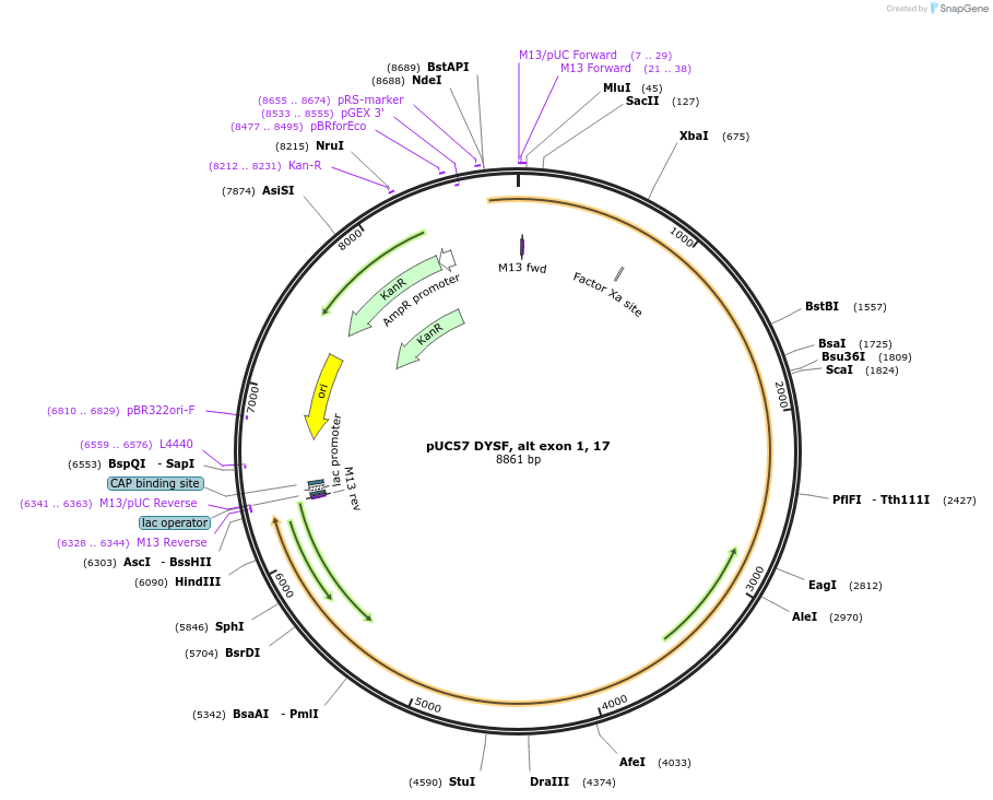 87893-plasmid-map-sequence-id-174238