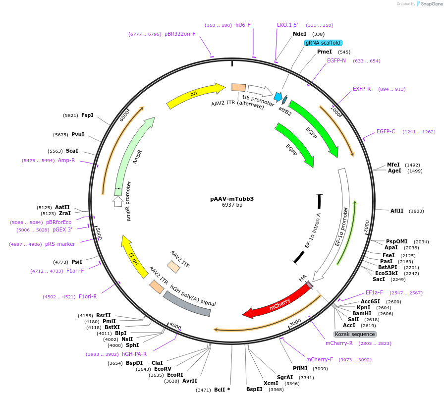 87116-plasmid-map-sequence-id-174241
