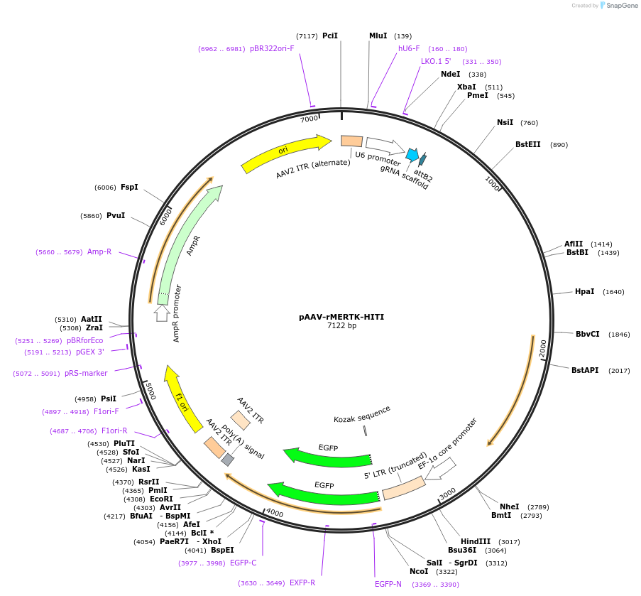 87119-plasmid-map-sequence-id-174242