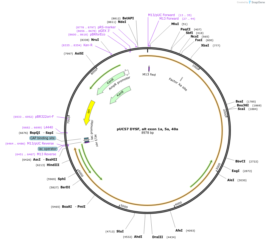 87897-plasmid-map-sequence-id-174248