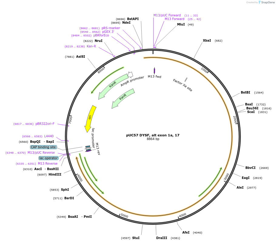 87900-plasmid-map-sequence-id-174254