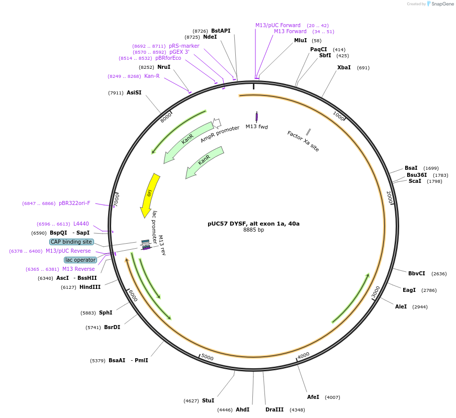 87901-plasmid-map-sequence-id-174256