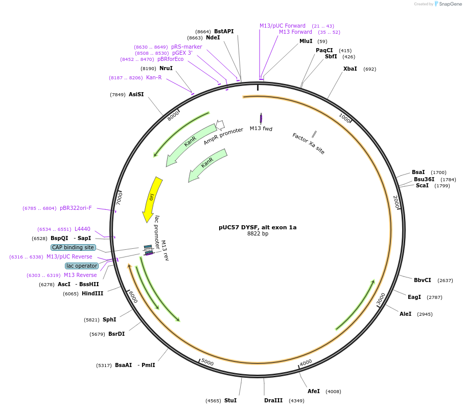 87902-plasmid-map-sequence-id-174261