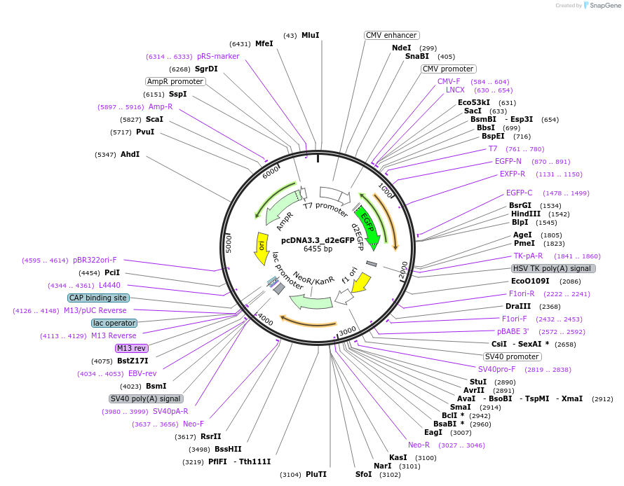 26821-plasmid-map-sequence-id-174267