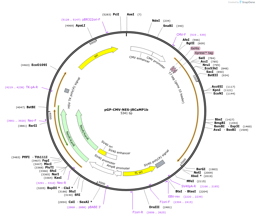 63136-plasmid-map-sequence-id-174269