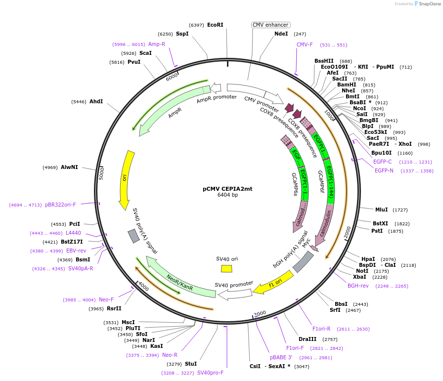 58218-plasmid-map-sequence-id-174274
