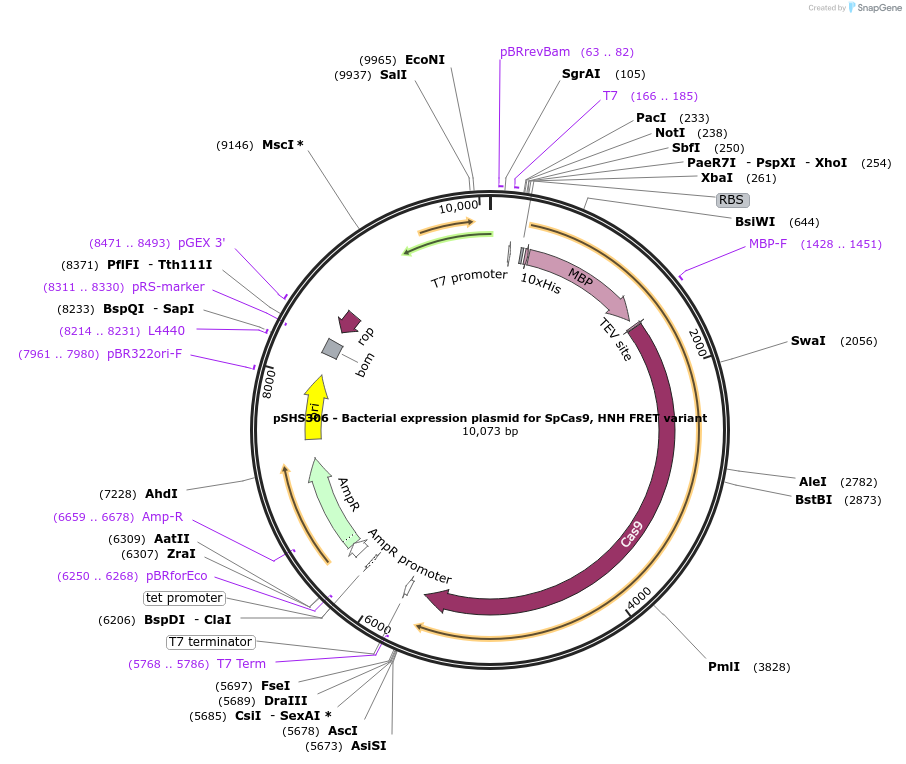 87350-plasmid-map-sequence-id-174285