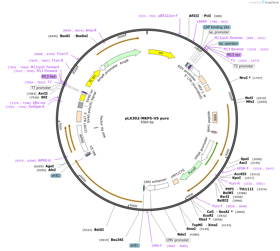 87770-plasmid-map-sequence-id-174286