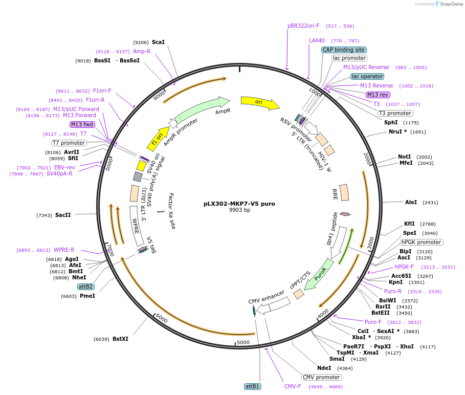 87771-plasmid-map-sequence-id-174295