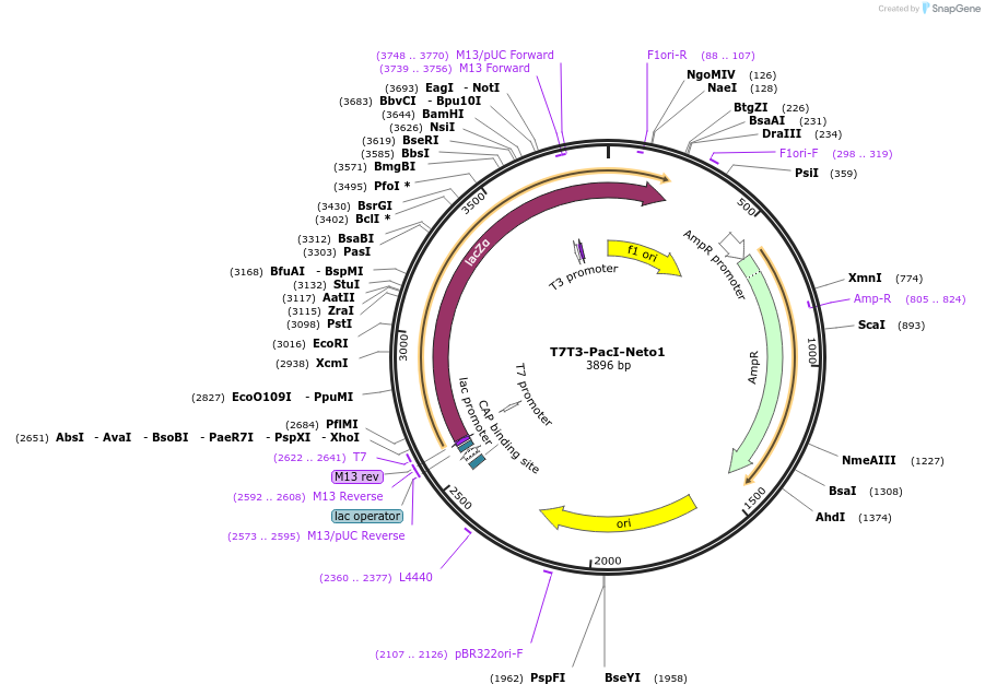 87672-plasmid-map-sequence-id-174325