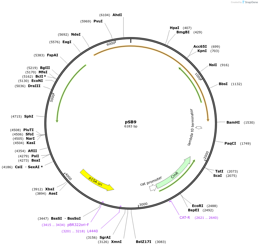82038-plasmid-map-sequence-id-174332
