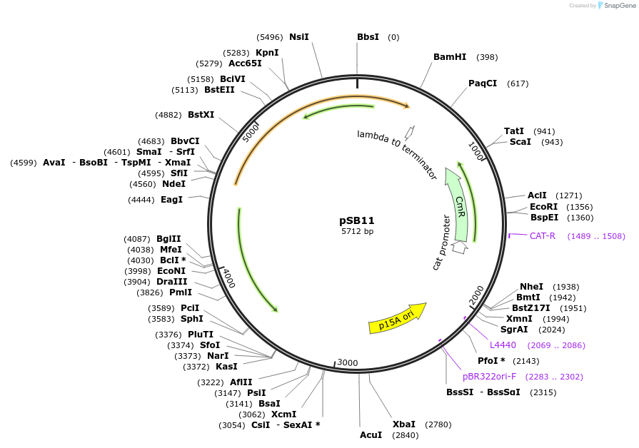 82040-plasmid-map-sequence-id-174334